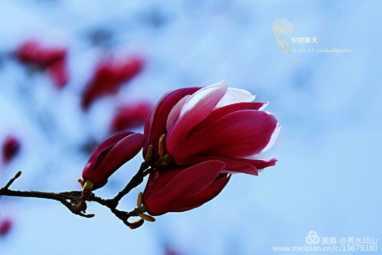 你好，春天